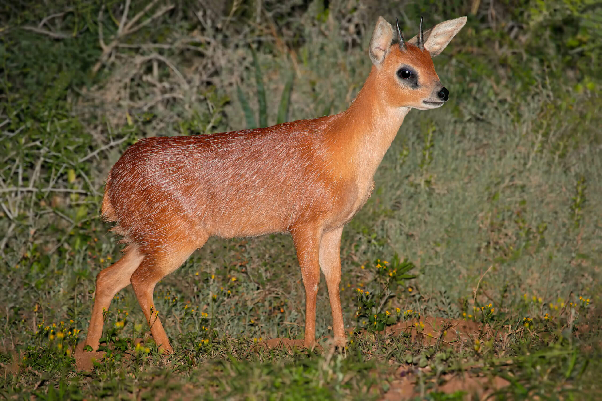 cape grysbok