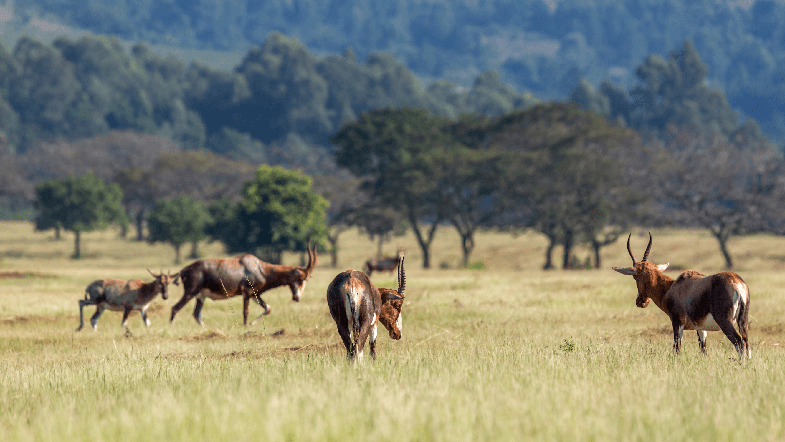 multiple blesbucks in veld