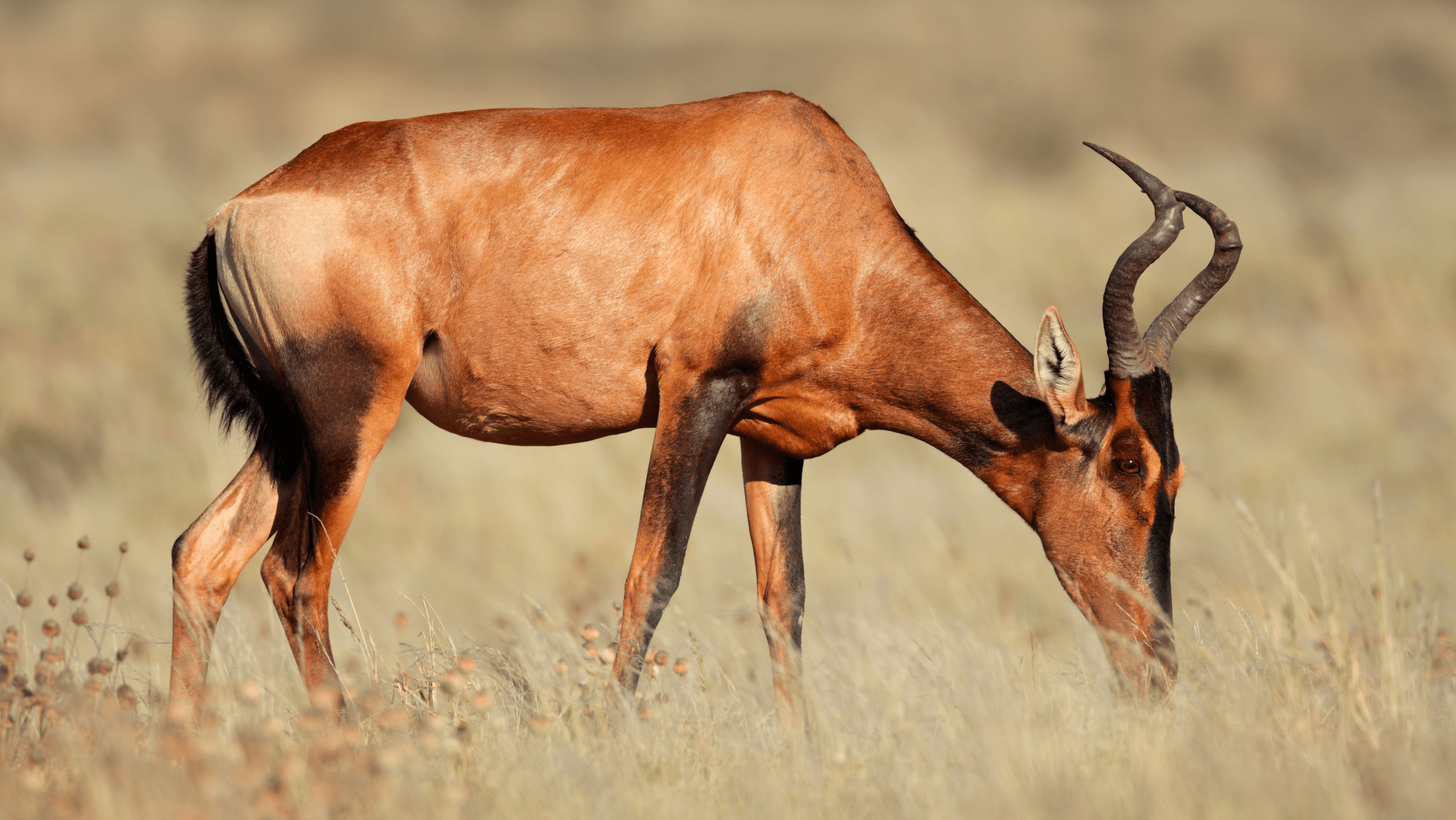 hartebeest red