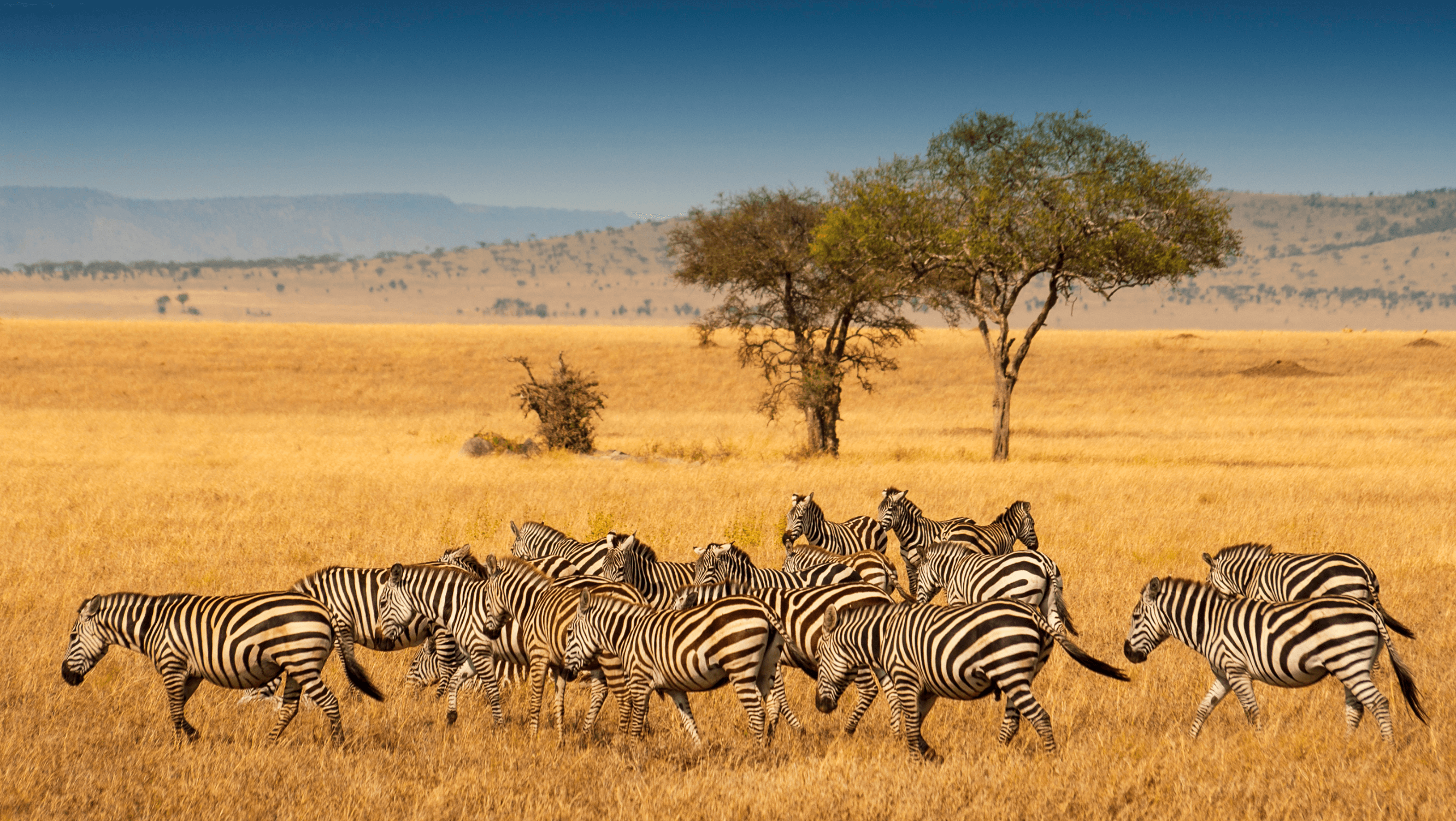 zebra burchells