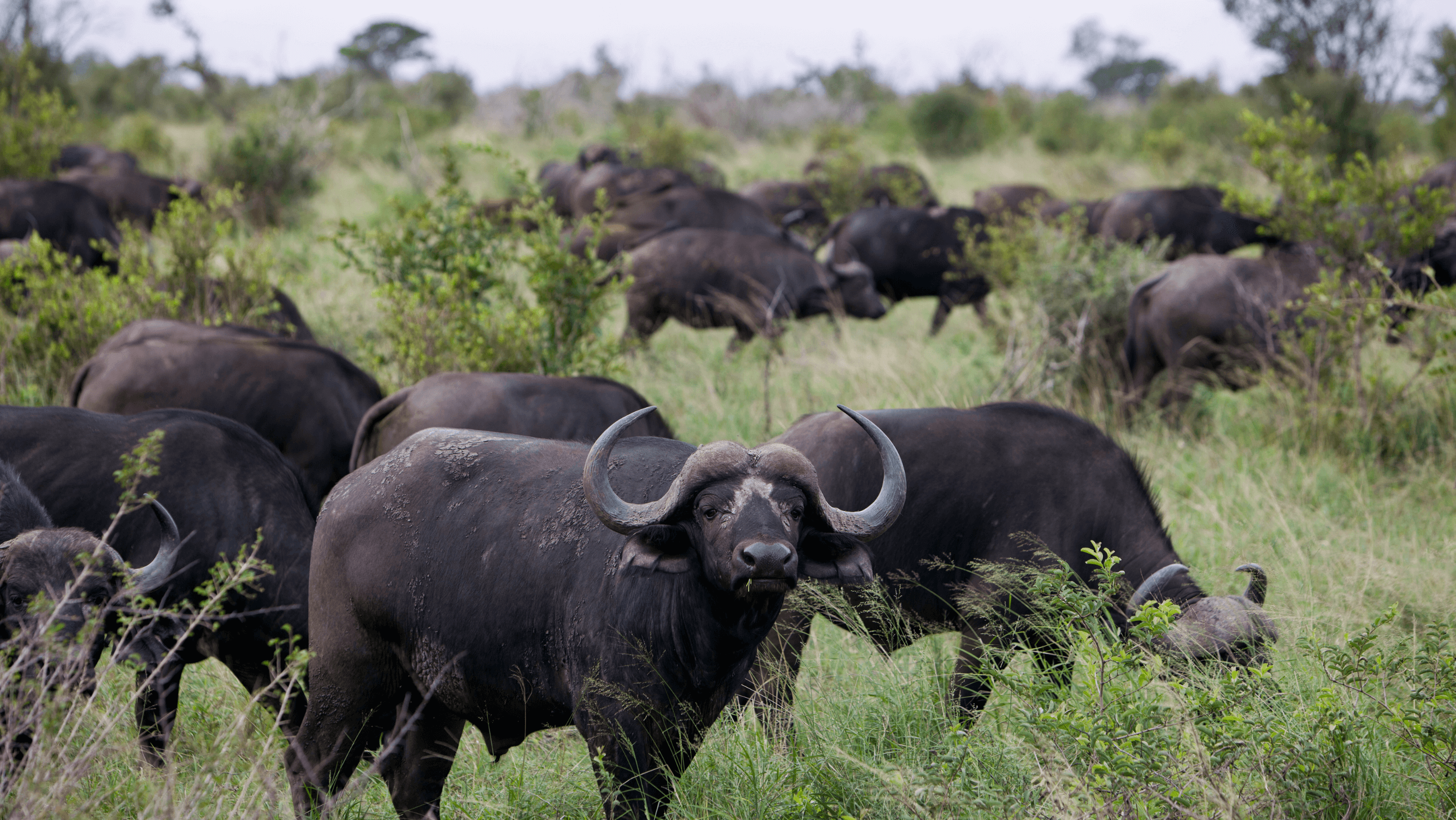 buffaloes