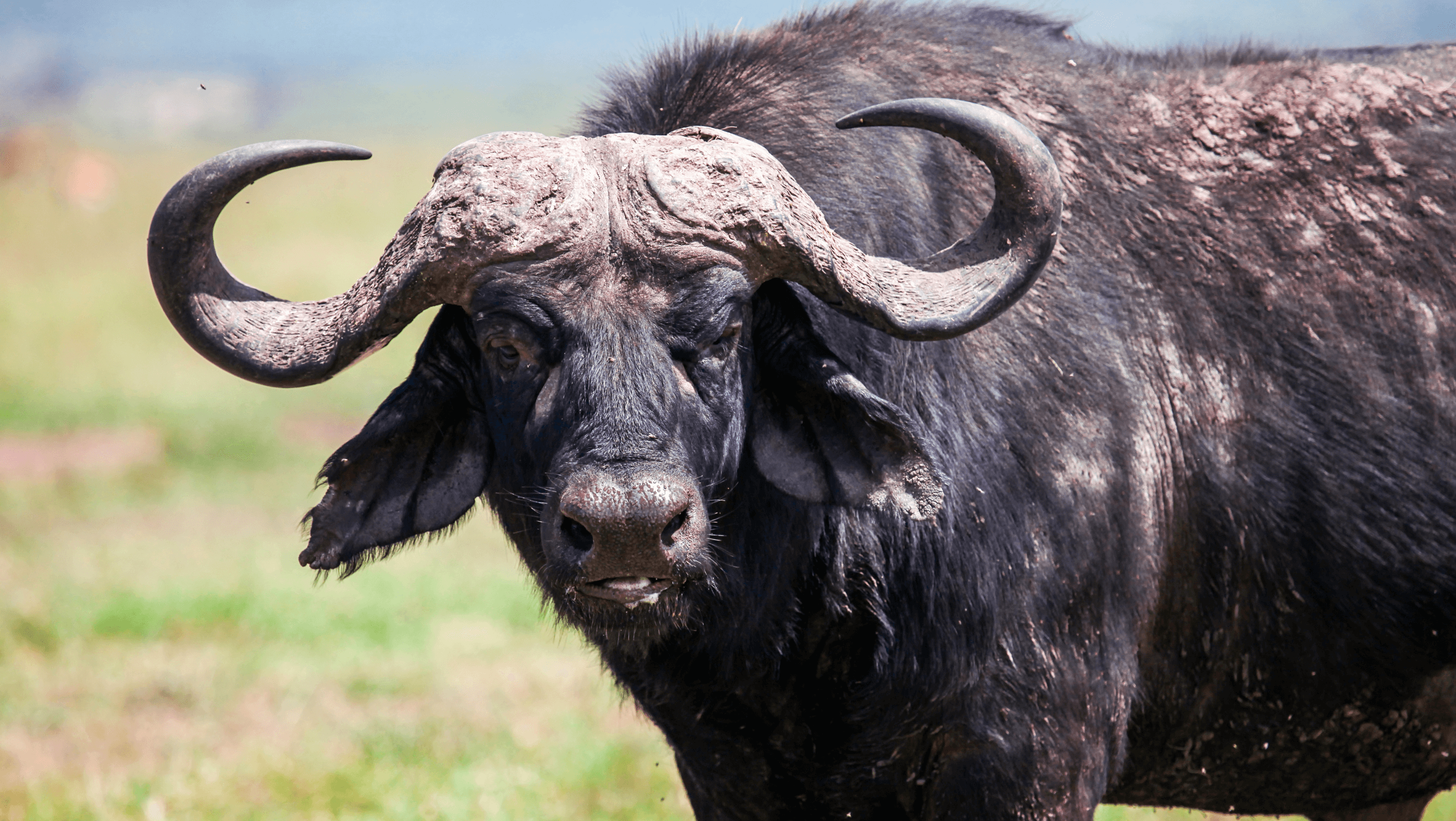 african buffalo