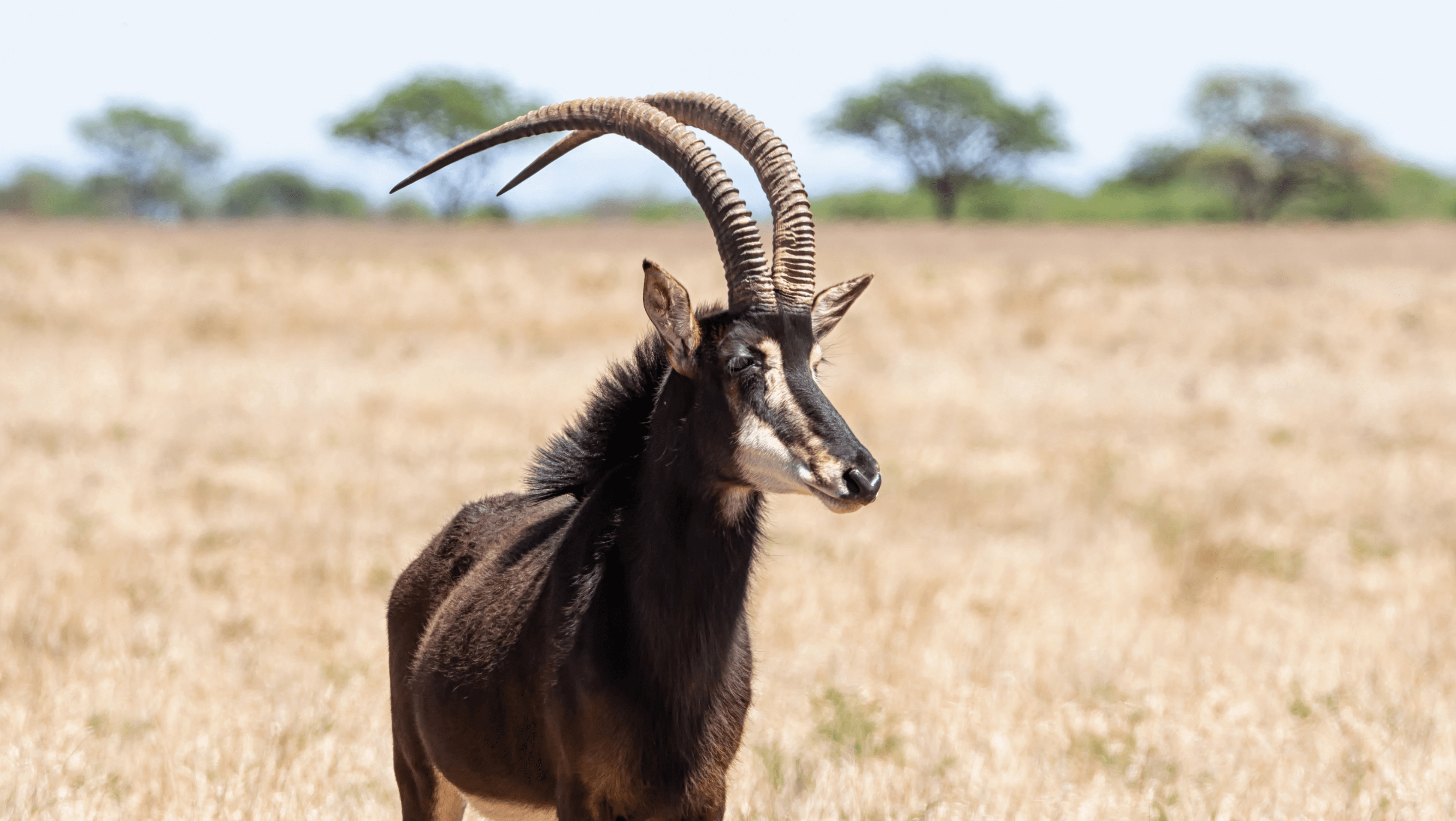 sable