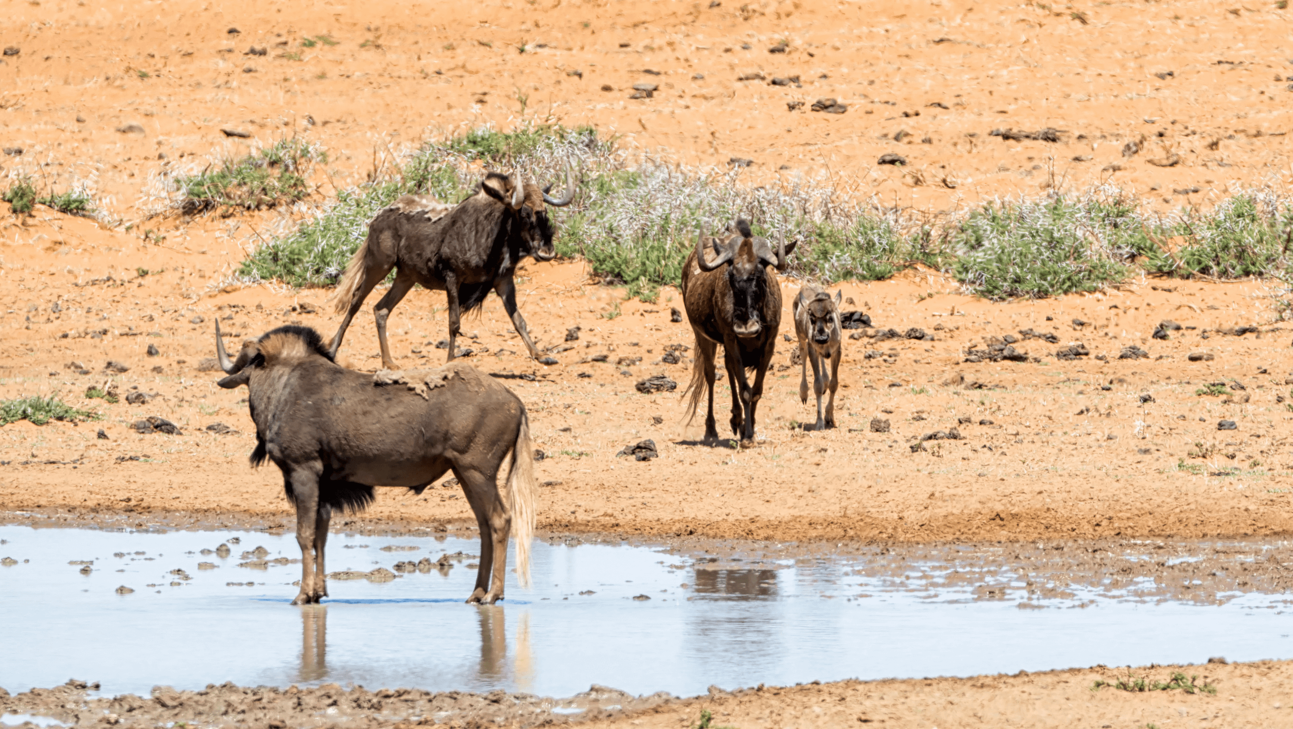 wildebeest black