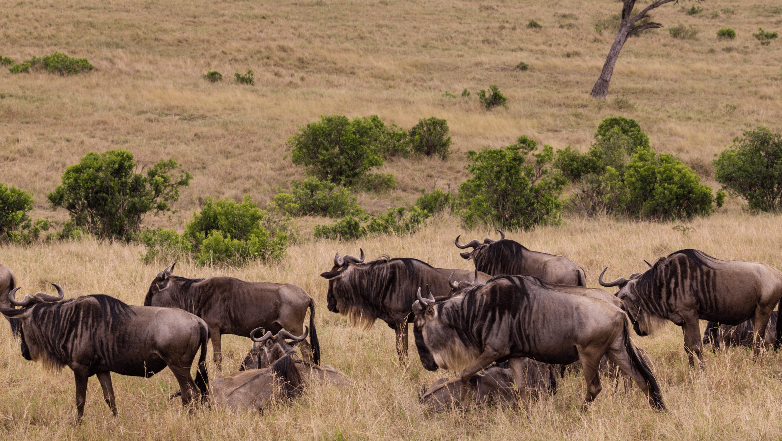 wildebeests blue