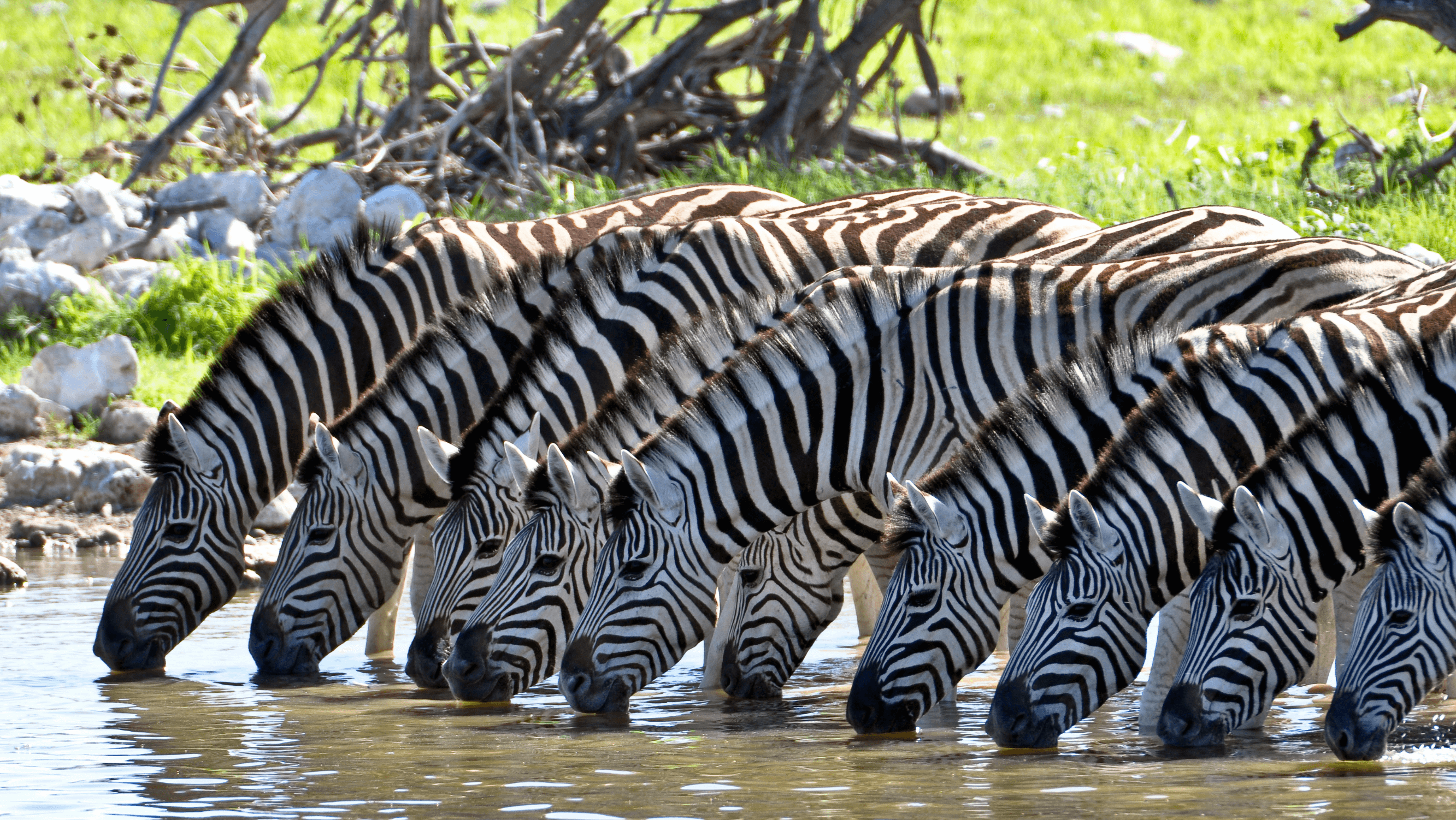 zebras