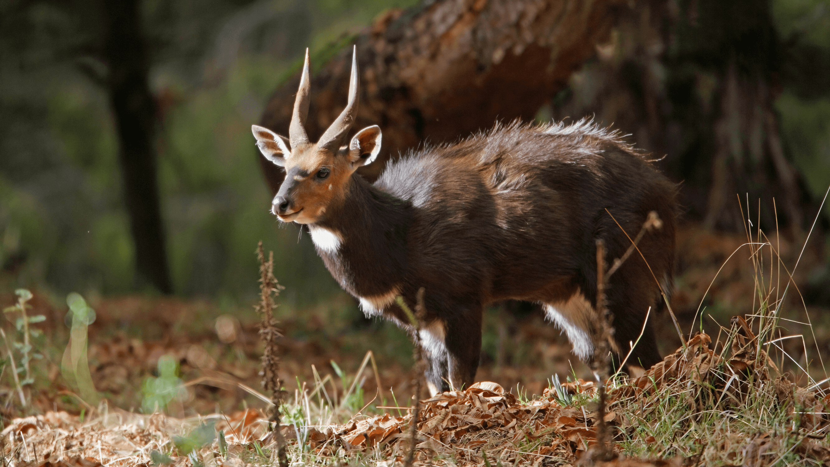 bushbuck