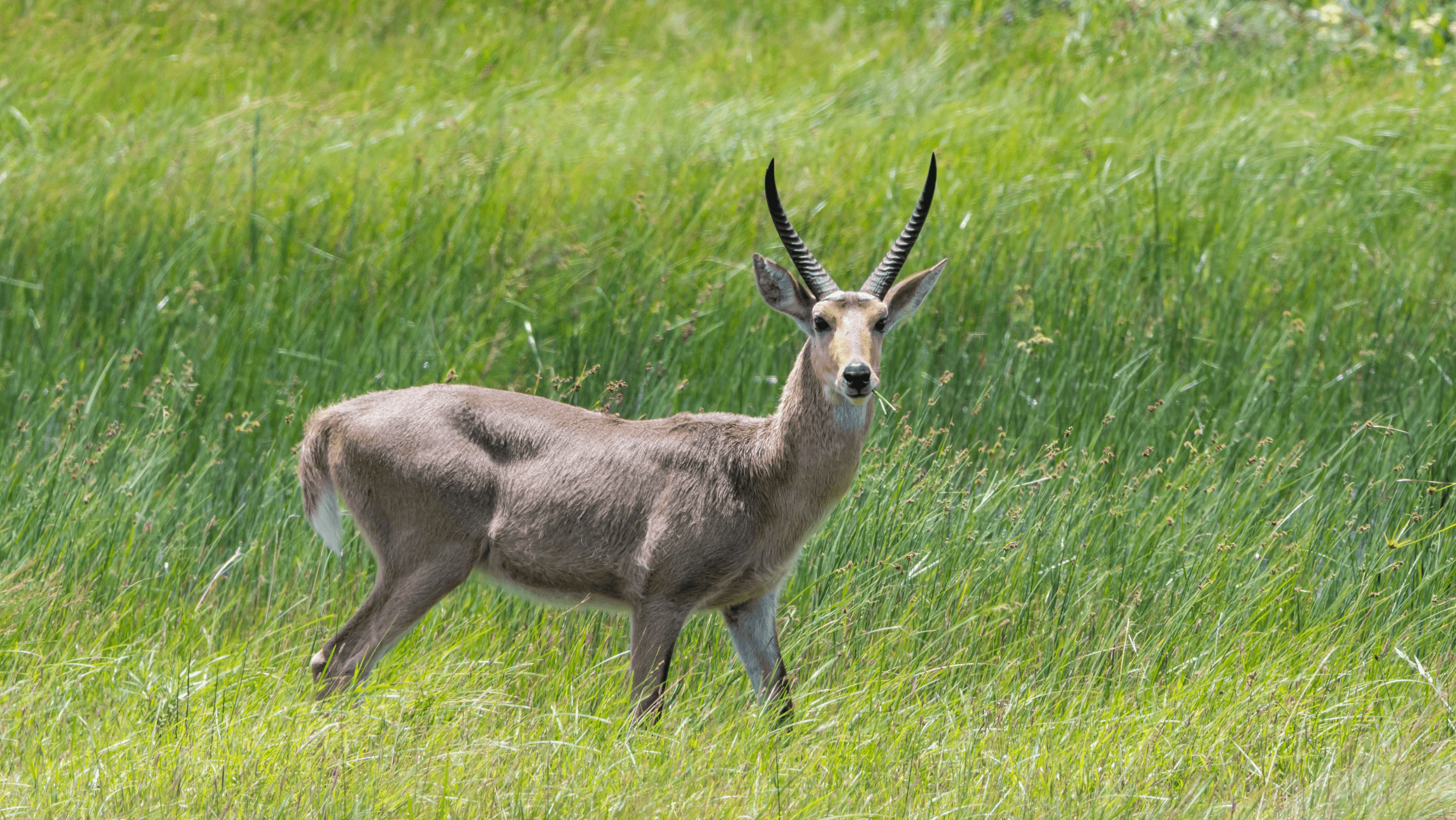 common reedbuck