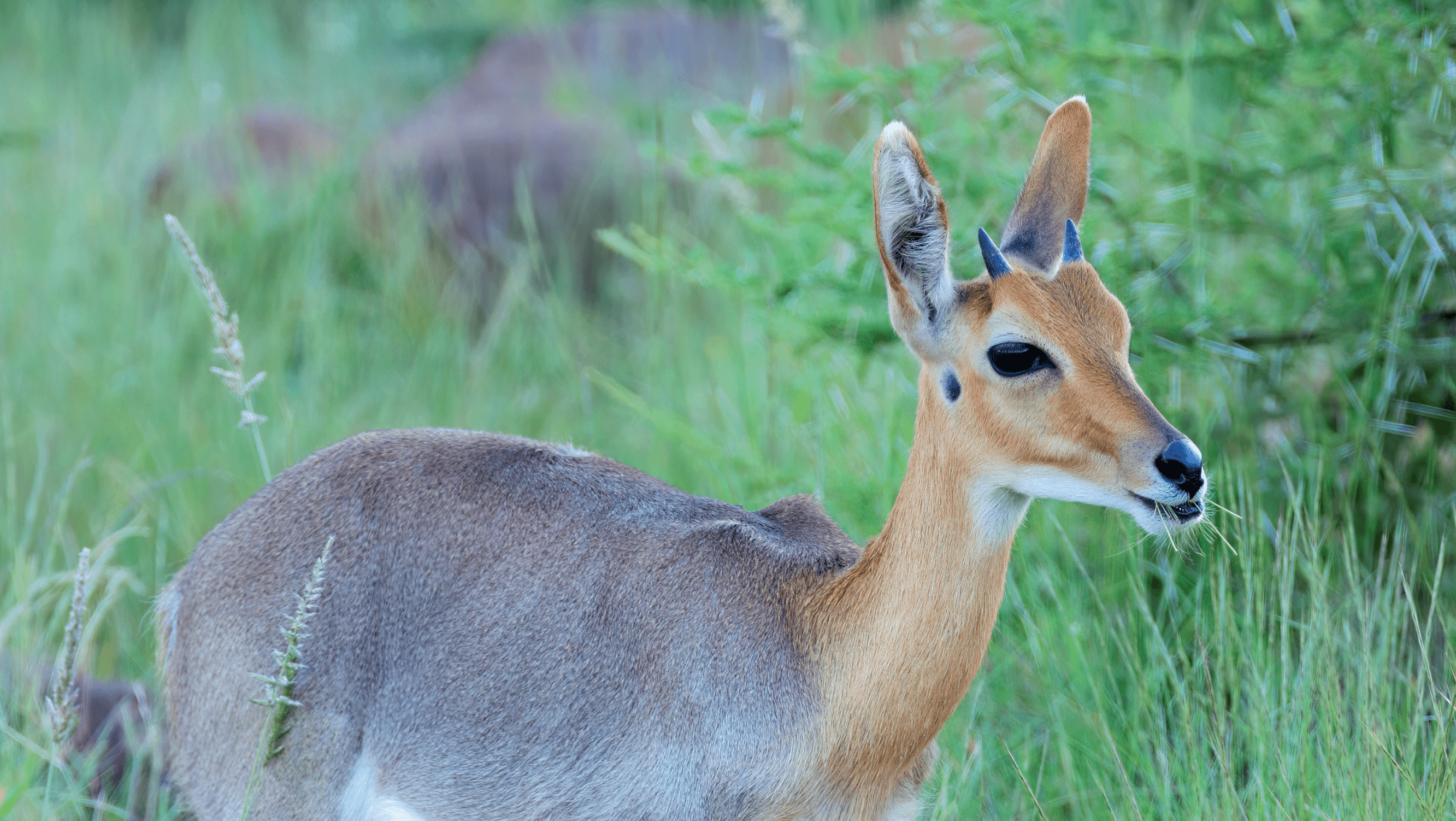mountain reedbuck