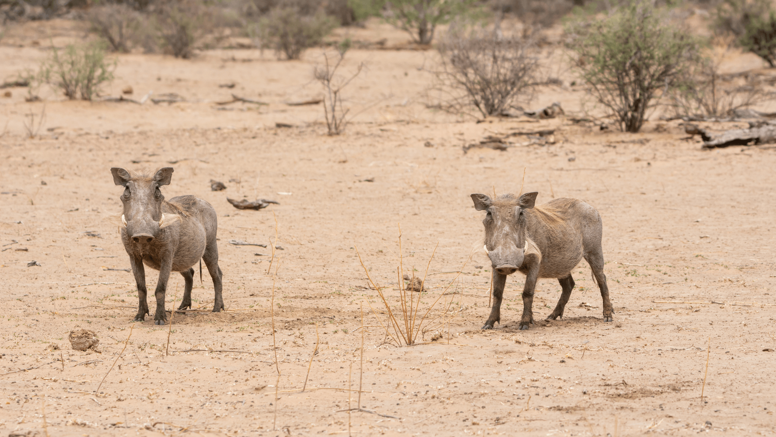 warthog