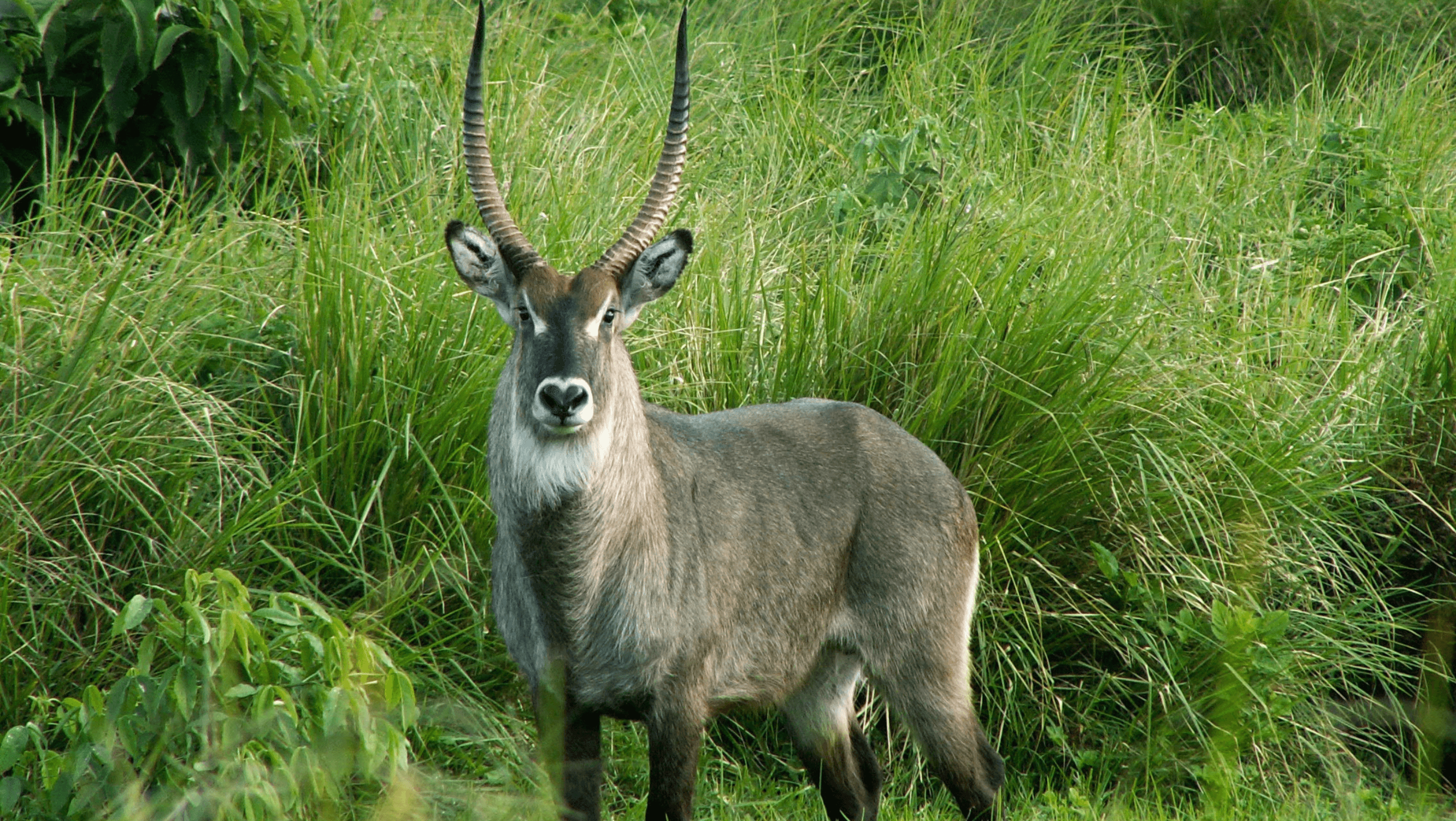 waterbuck