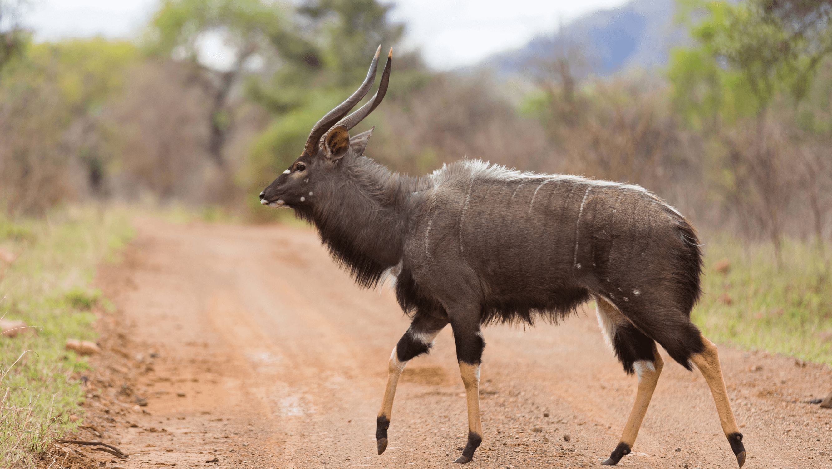 nyala