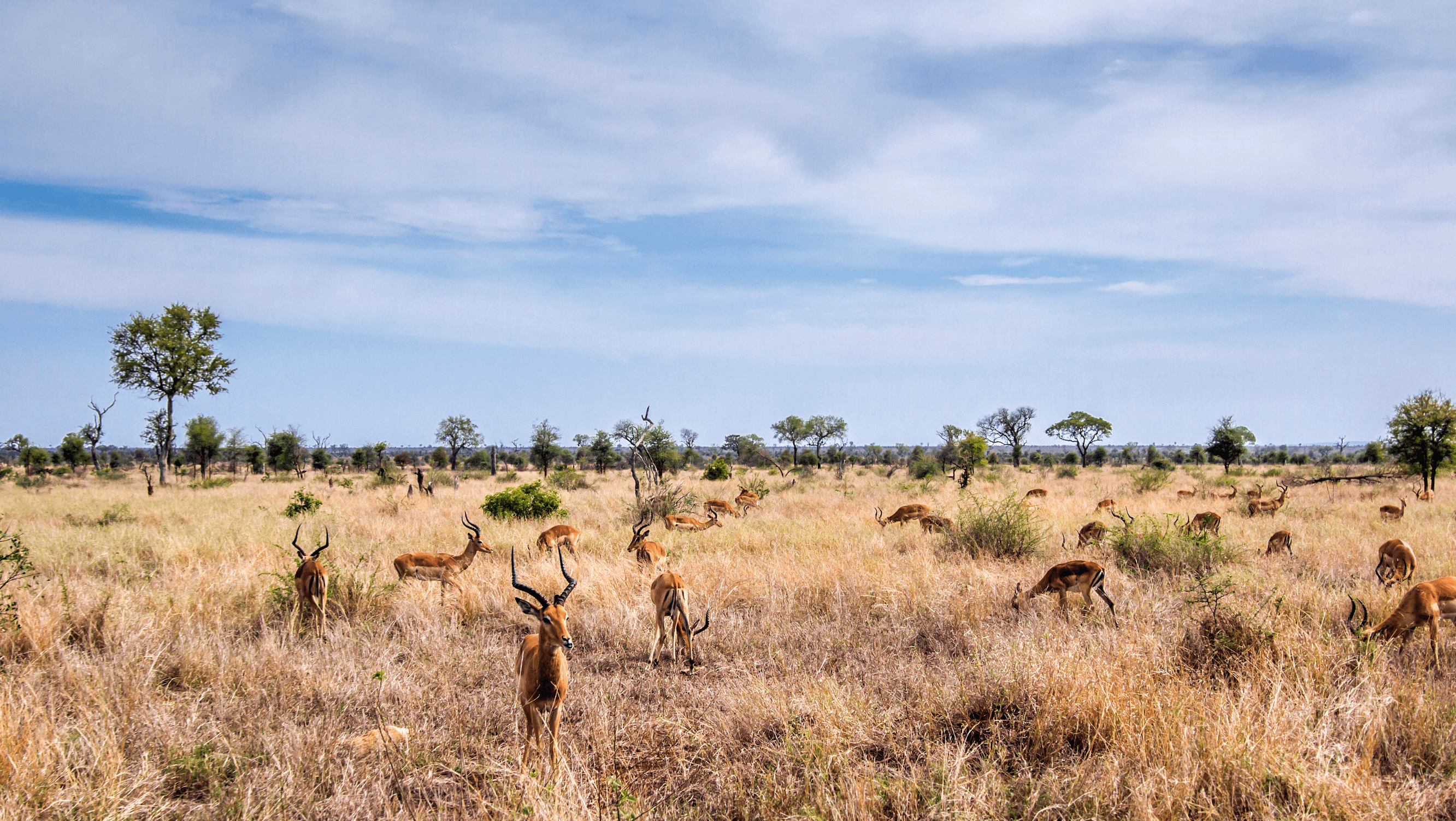 impalas