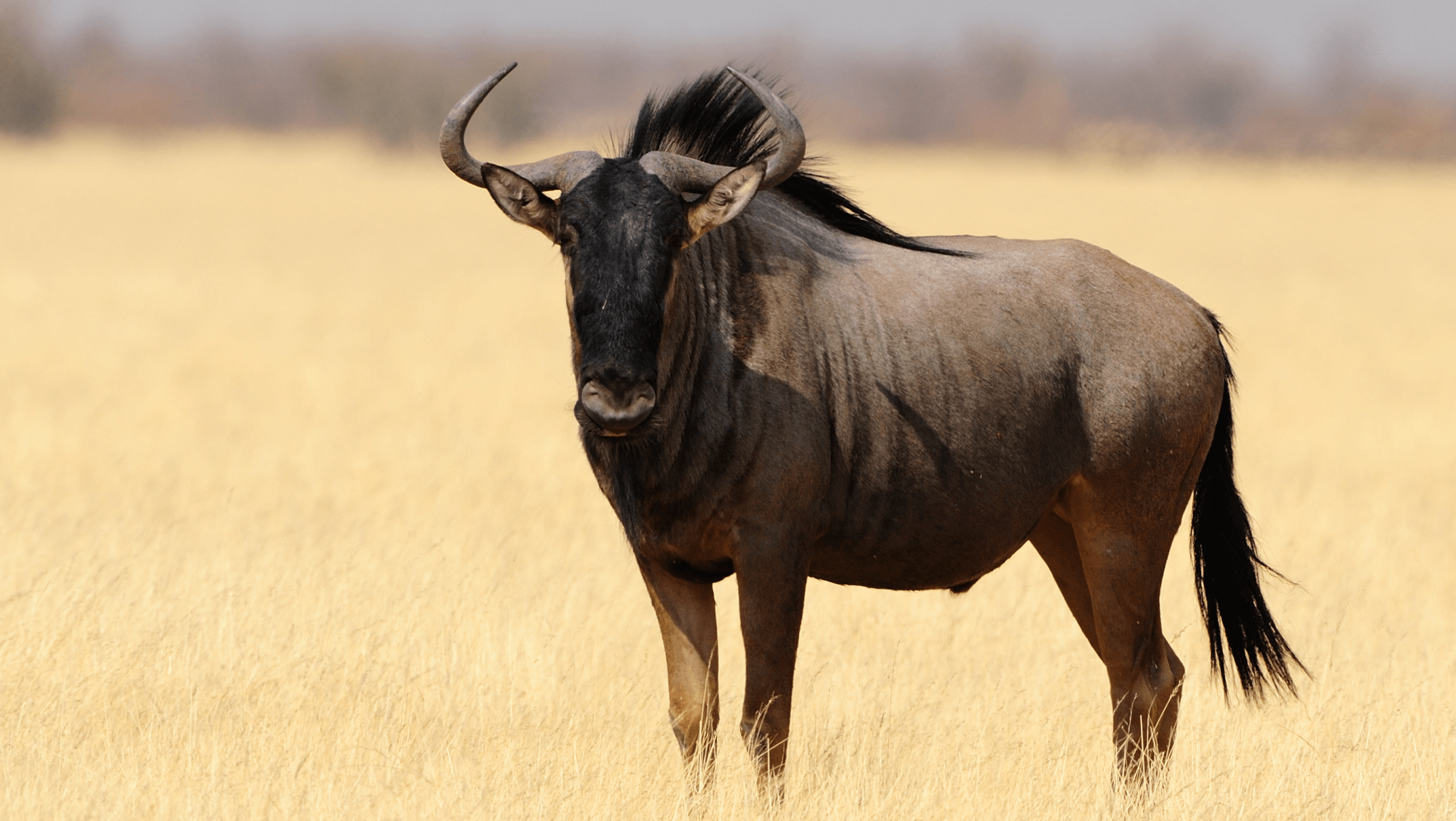blue wildebeest