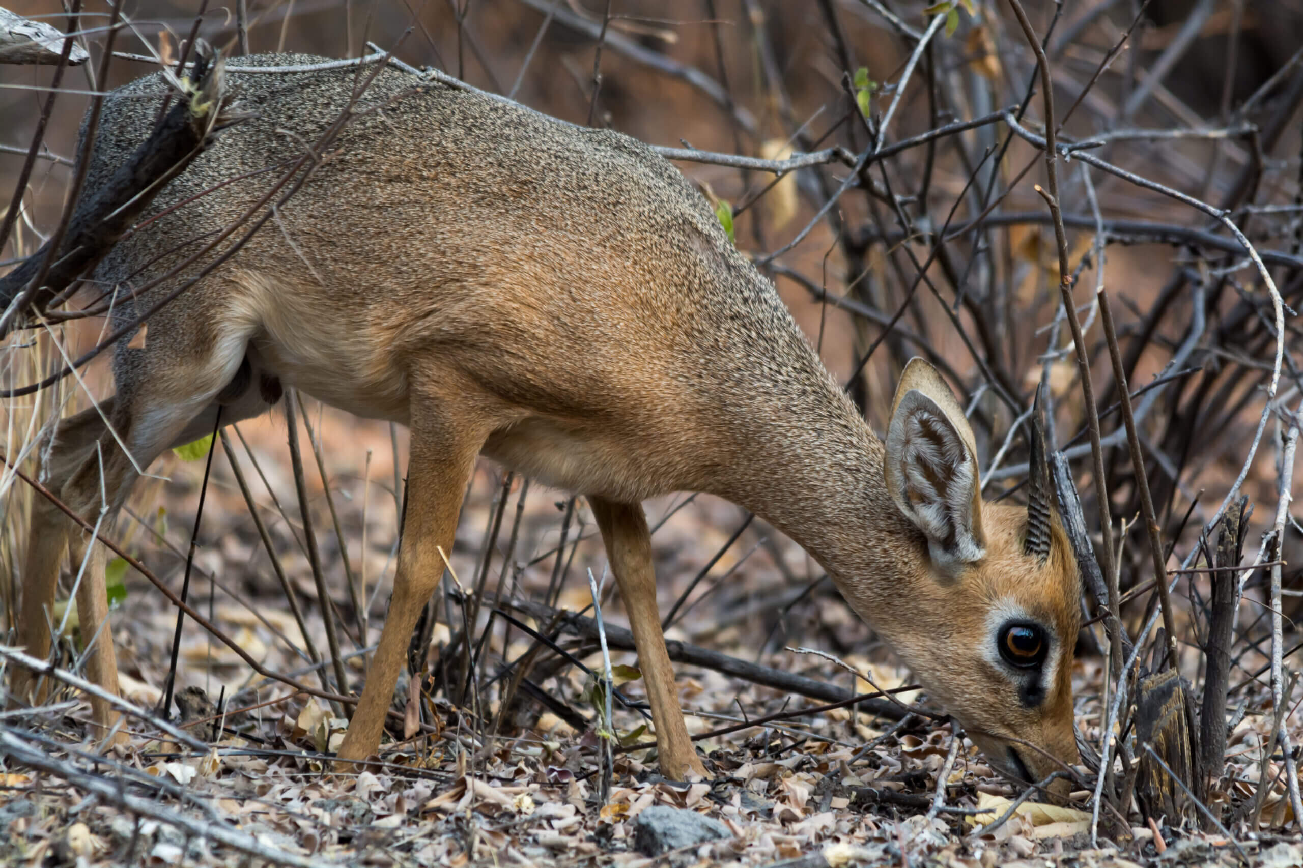 damara dik-dik