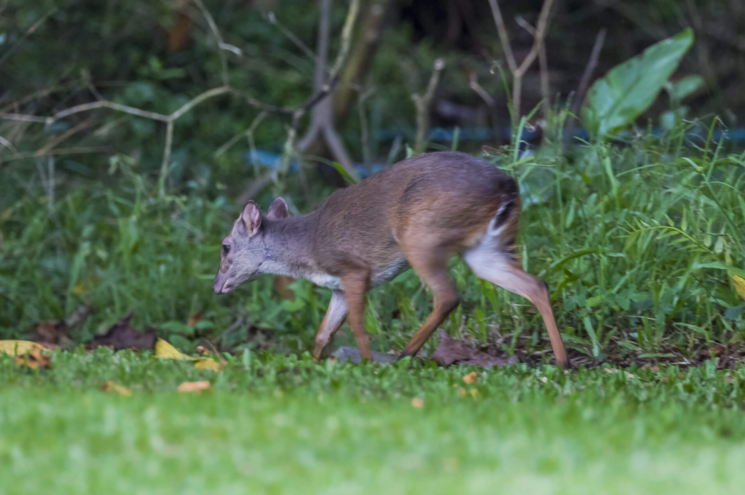 duiker blue