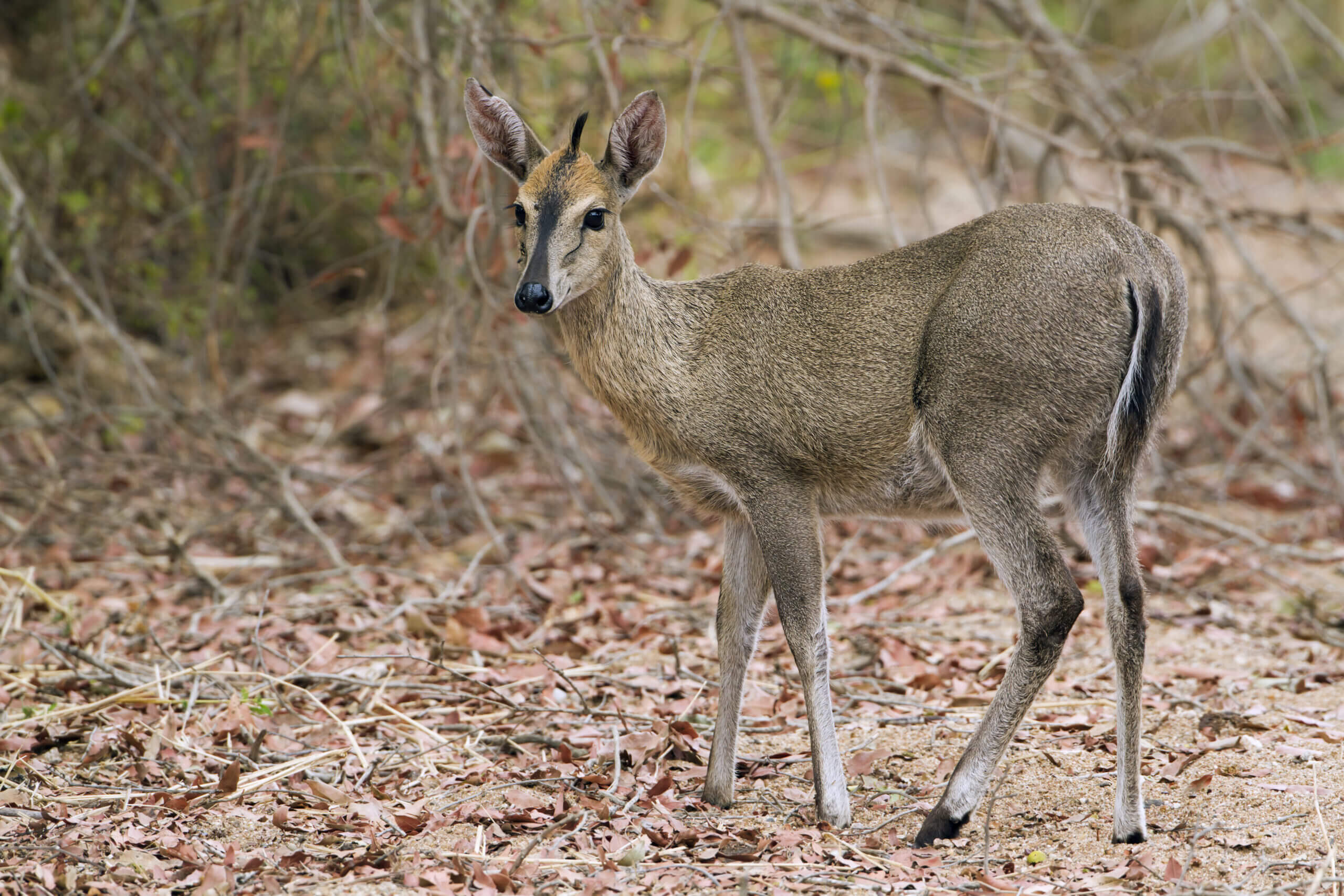 duiker common
