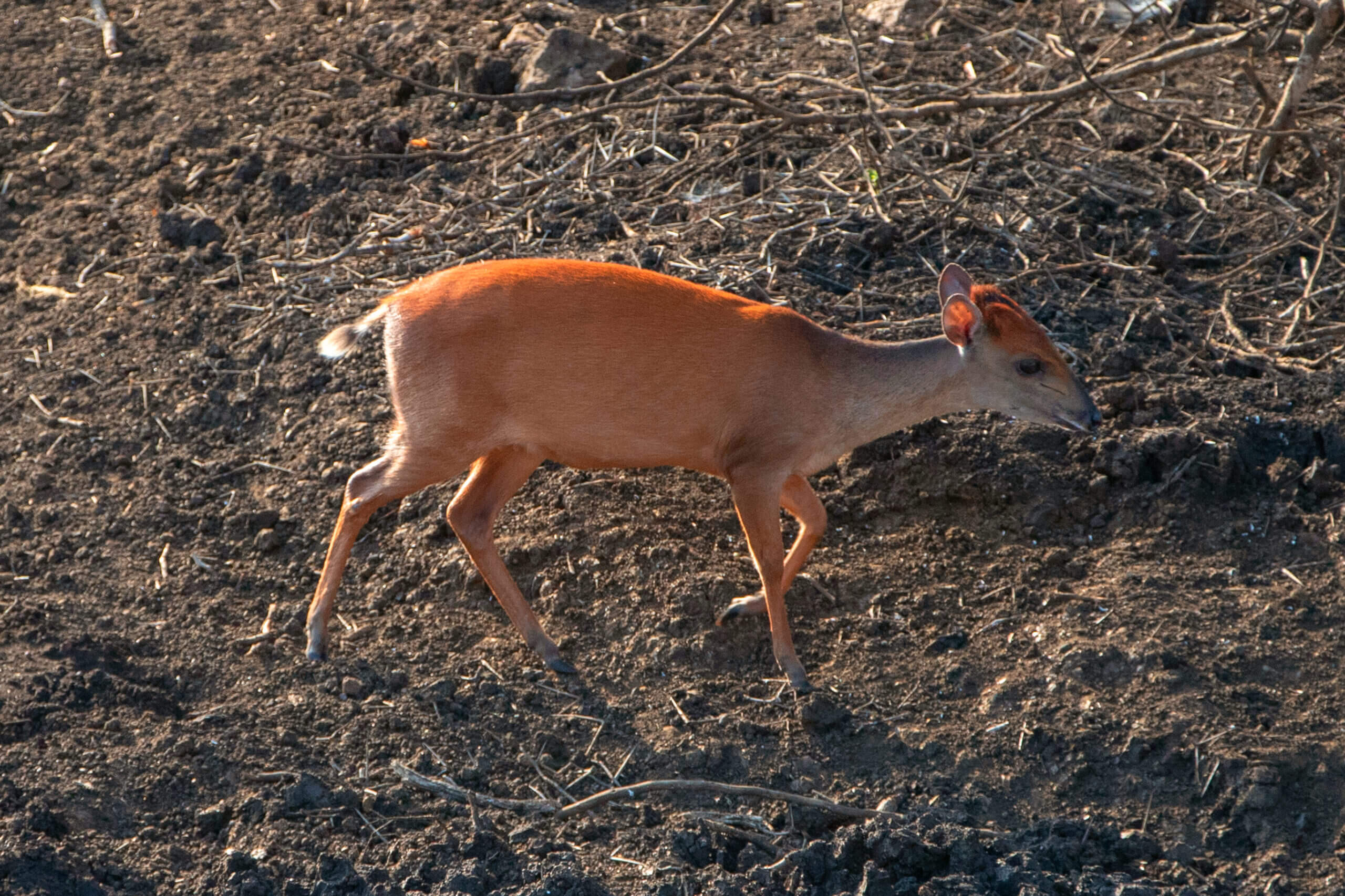 duiker red