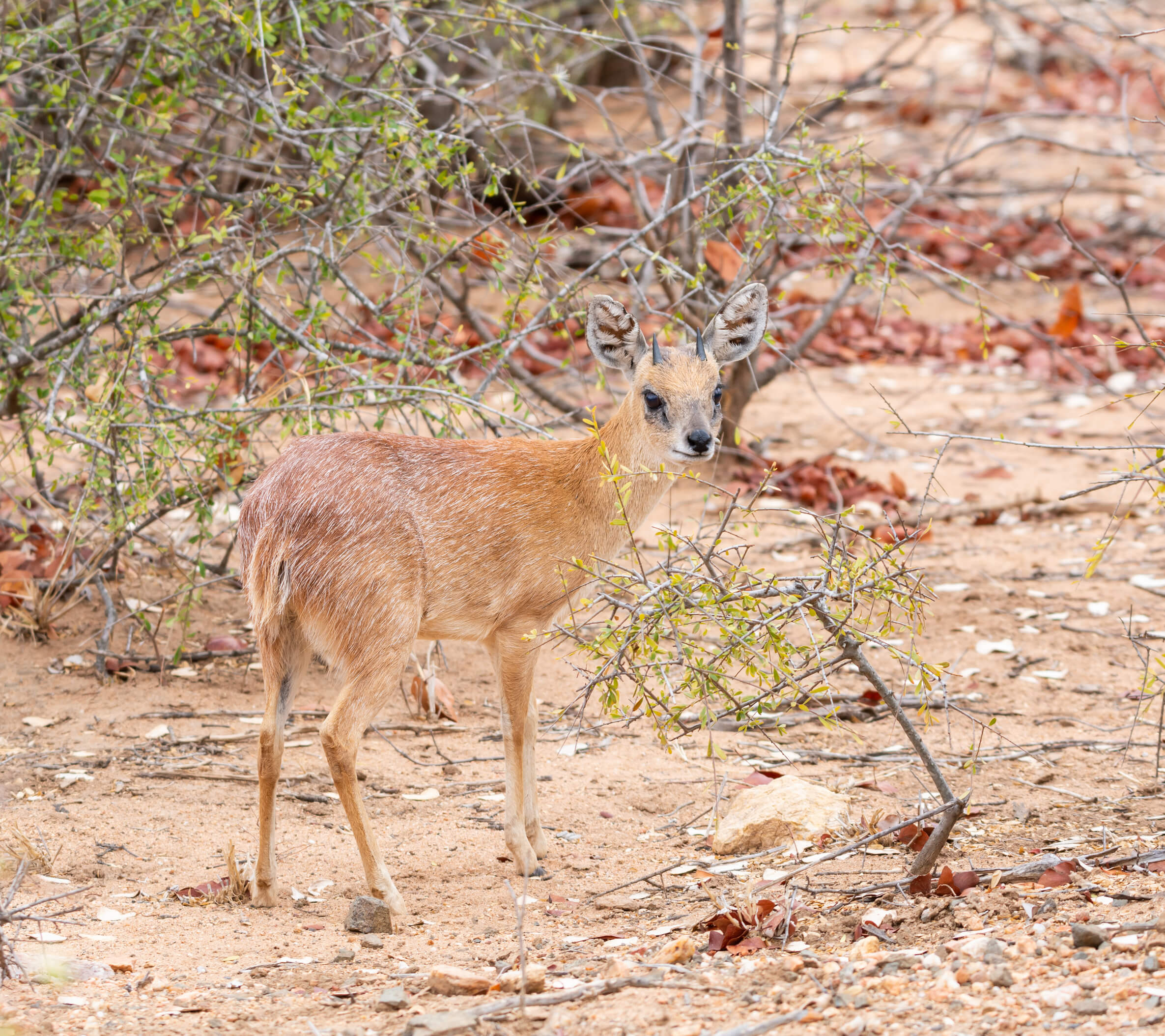 sharpes grysbok