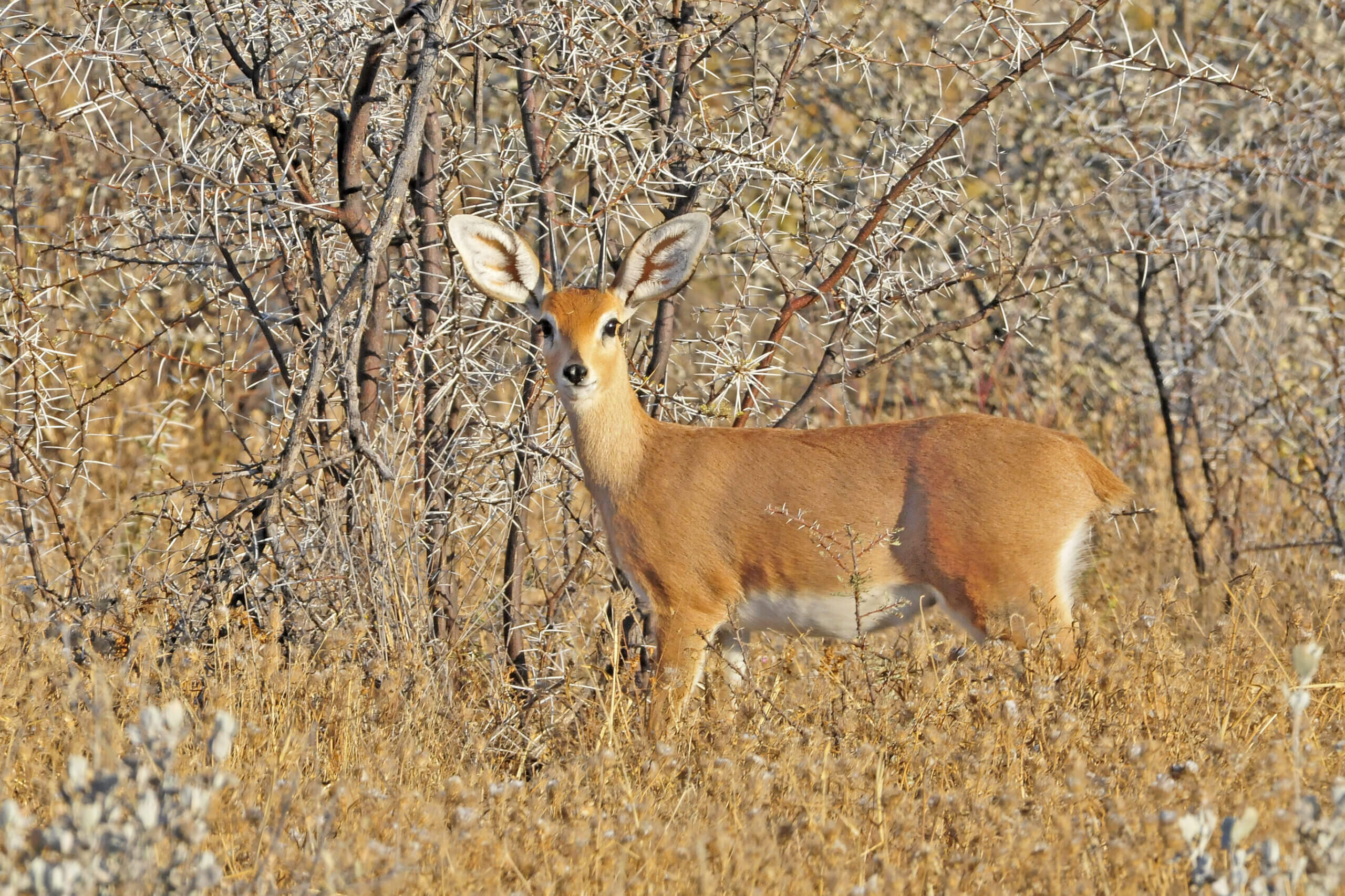 steenbuck