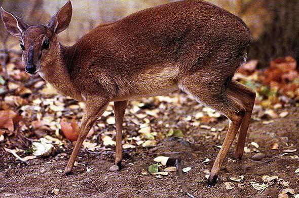 suni