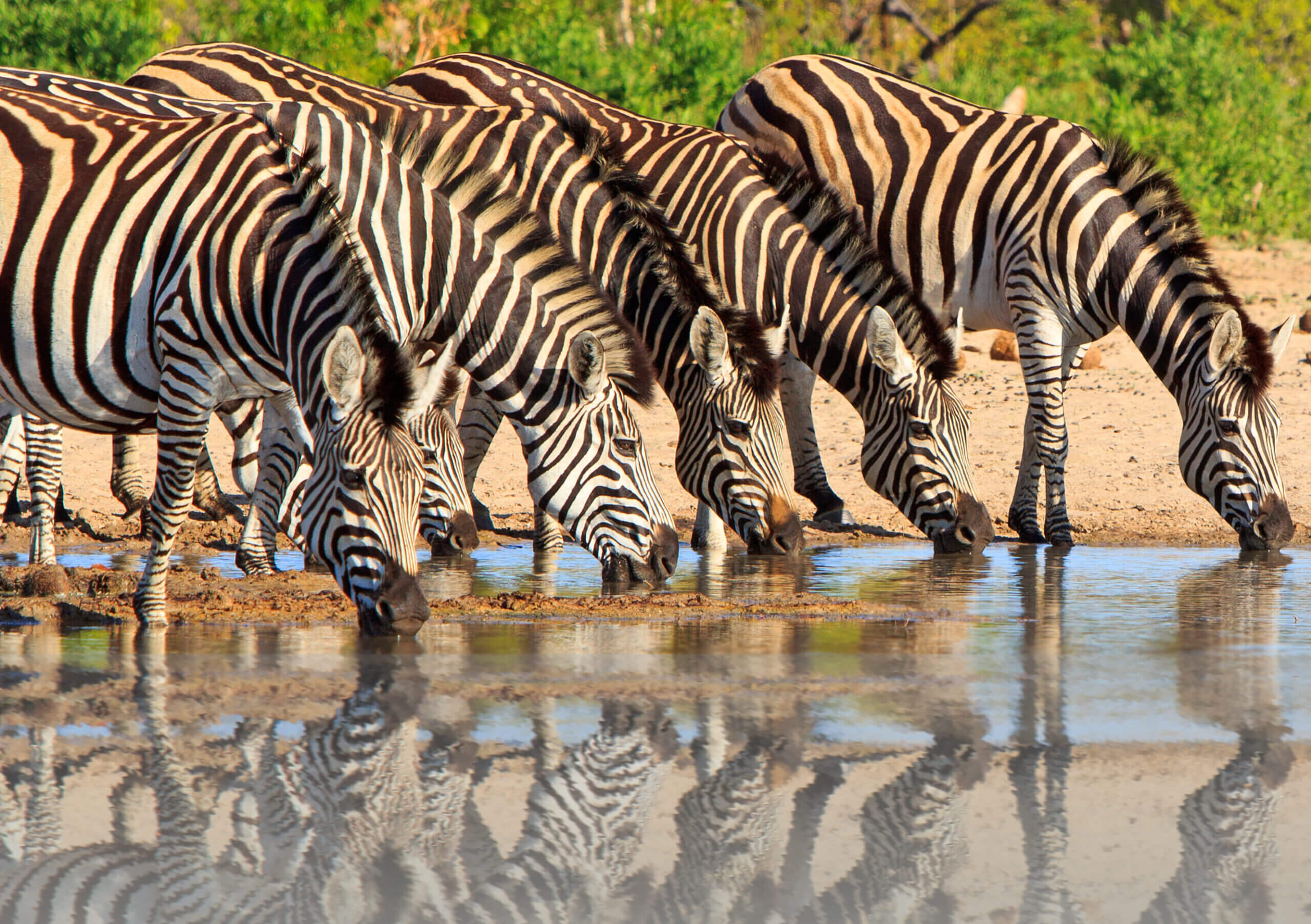 zebras drinking water at a dam